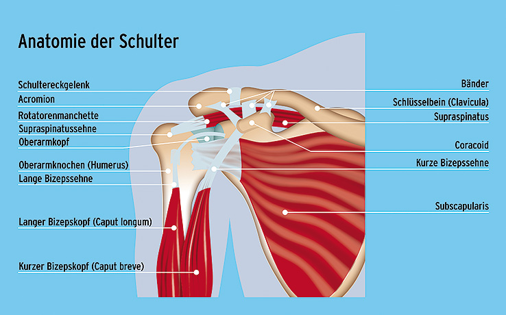 Schulter – Klinikum Kulmbach